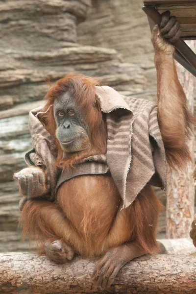 Macaco Orangotango Humanóide Inteligente Usa Cobertor Como Roupa Inteligência Mundo — Fotografia de Stock