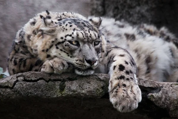 Leżąc Zamyślona Patrząc Potężny Duży Drapieżny Kot Snow Leopard Siedzi — Zdjęcie stockowe