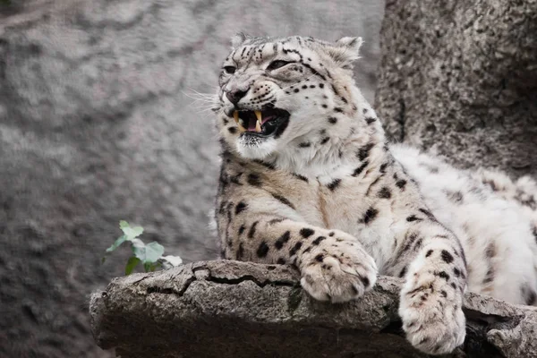 Kwaad Boos Gebrul Tanden Krachtige Grote Roofzuchtige Kat Snow Leopard — Stockfoto