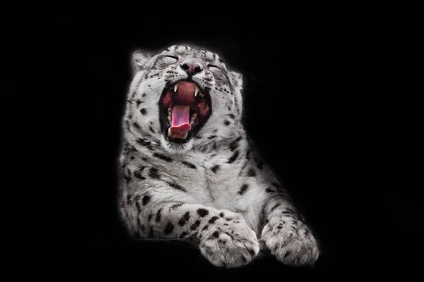 貪欲な口を開けて強力な大きな捕食猫の雪のヒョウ 隔離された黒い背景 — ストック写真