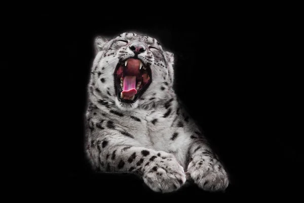 Greedy Open Mouth Powerful Big Predatory Cat Snow Leopard Isolated — Stock Photo, Image