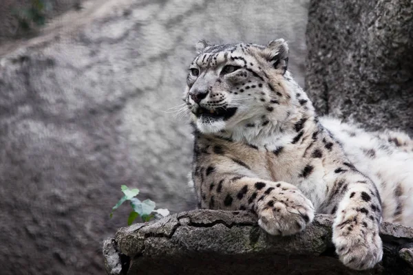 Krachtige Grote Roofzuchtige Kat Snow Leopard Zit Een Rots Close — Stockfoto