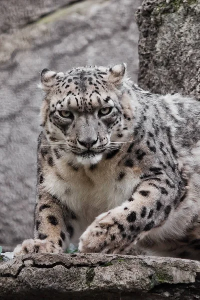 Leopard Wyglądają Pełną Twarz Bestia Jest Bliska Potężny Duży Drapieżny — Zdjęcie stockowe