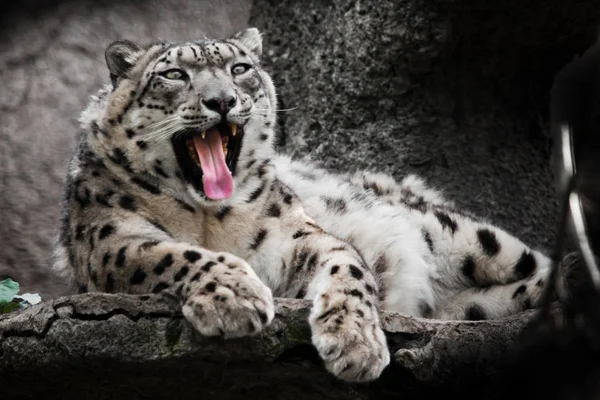 Rotes Maul Gierig Kraftvolle Raubkatze Schneeleopard Sitzt Auf Einem Felsen — Stockfoto