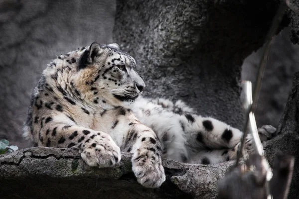 Şık Poz Domineering Bir Görünüm Güçlü Büyük Yırtıcı Kedi Kar — Stok fotoğraf