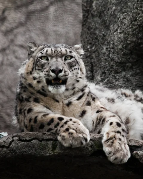 干净的眼睛看起来奇克姿势霸道的外观 强大的大型捕食性猫雪豹坐在岩石特写 — 图库照片
