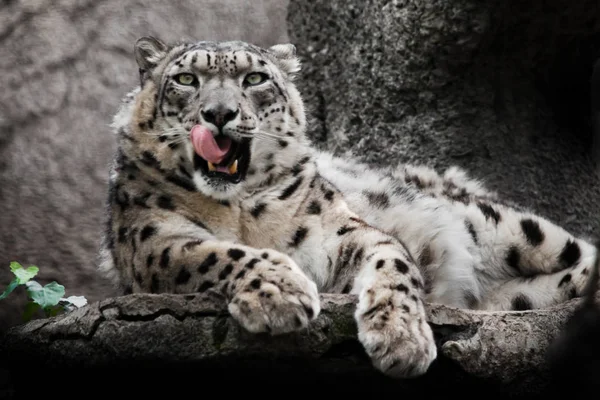 急切地舔着红色的下巴 强大的大型捕食性猫雪豹坐在岩石特写 — 图库照片