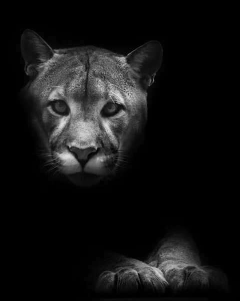 Bocal Patas Isoladas Escuridão Cougar Belamente Feminino Encontra Fundo Escuro — Fotografia de Stock