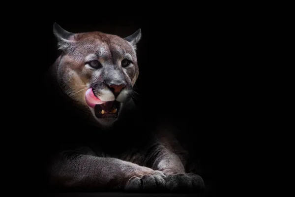 Una Puma Puma Hembra Asoma Fuera Oscuridad Codiciosamente Lame Rostro —  Fotos de Stock