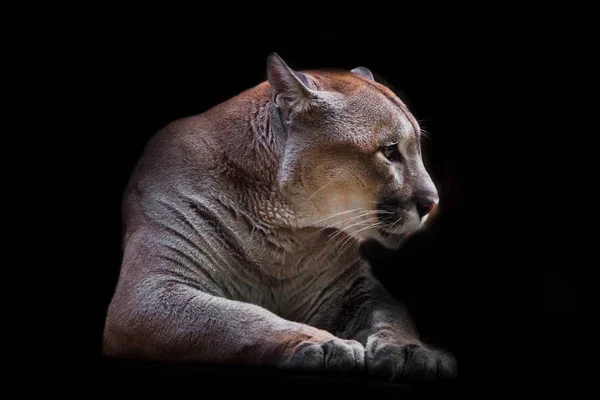 Cougar Maravillosamente Femenino Encuentra Sobre Fondo Oscuro Poderoso Depredador Gran — Foto de Stock