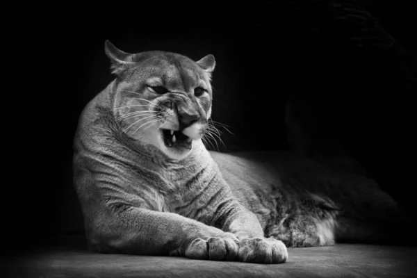 Cougar Pięknie Kobiecej Leży Ciemnym Tle Potężny Drapieżny Duży Kot — Zdjęcie stockowe