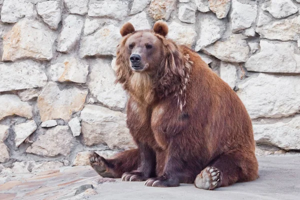 Ισχυρή Καφέ Αρκούδα Γυναικεία Αρκούδα Καθισμένος Έναν Πέτρινο Τοίχο — Φωτογραφία Αρχείου