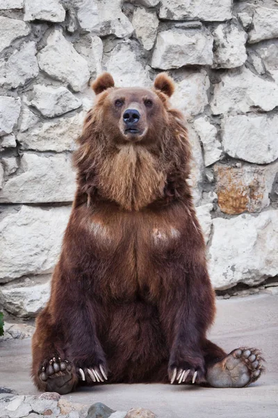 Ursul Brun Puternic Ursul Feminin Stând Zid Piatră — Fotografie, imagine de stoc