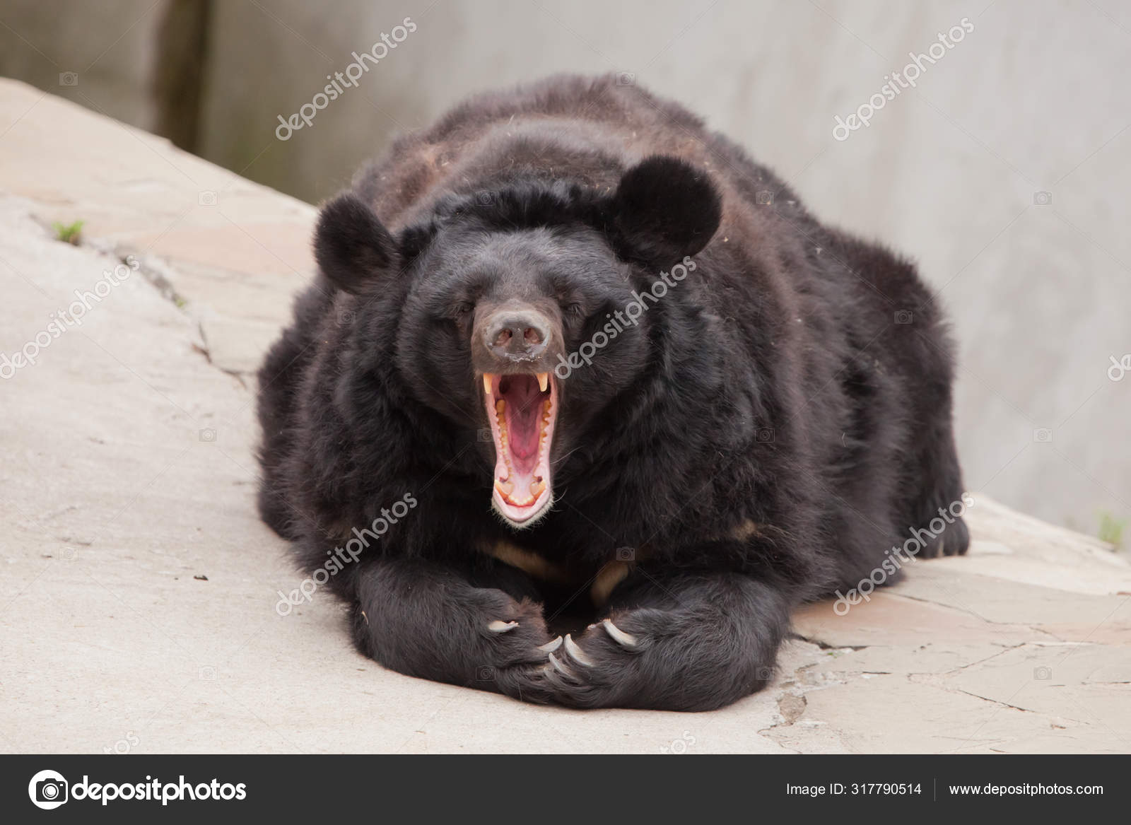 bear fluffy