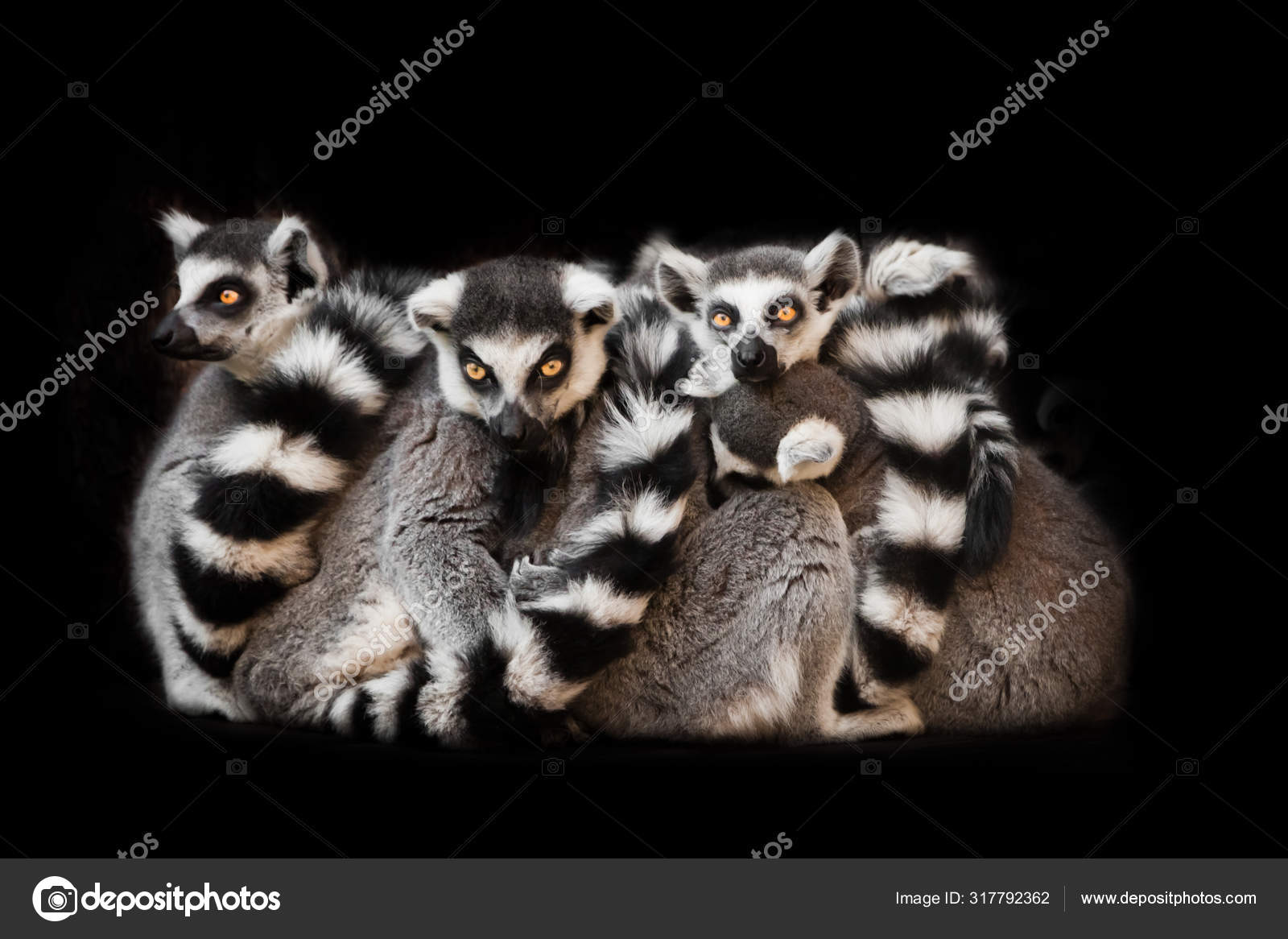 猫的多元宇宙》[美]乔纳森·B.洛索斯- Flip eBook Pages 1-50 | AnyFlip, image size:1600x1166