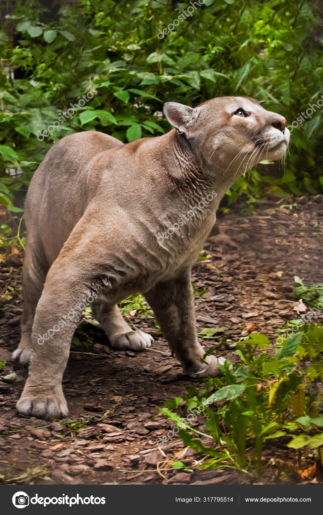 puma animal brasil