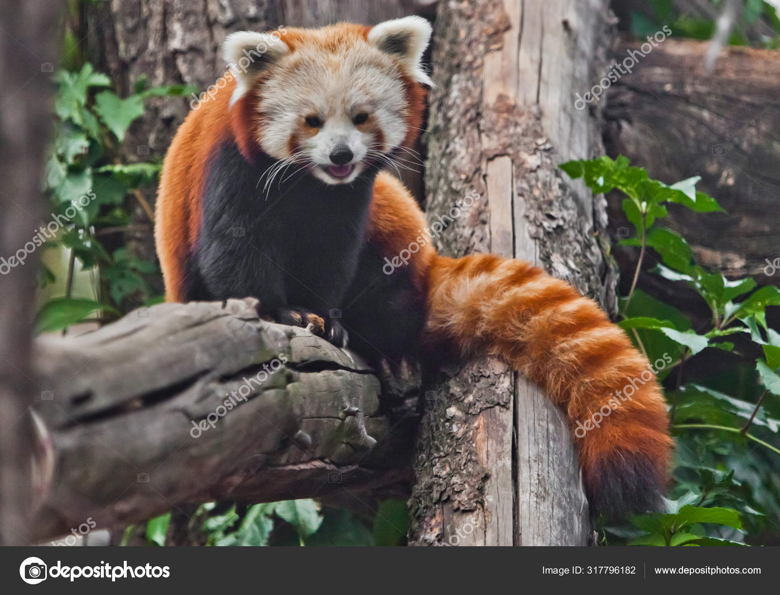 Red Panda Cat Bear Cute Little Fluffy Red Animal Similar Stock Photo by ©semenov80 317796182 Red Panda Cat Bear Cute Little Fluffy Red Animal Similar Stock Photo by ©semenov80 317796182
