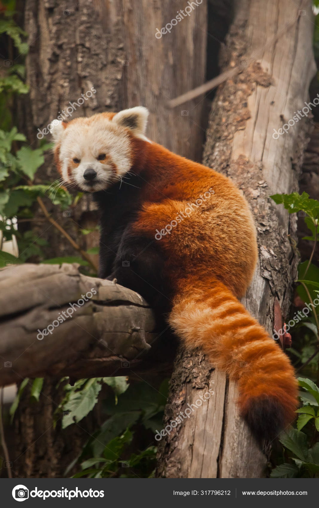 Red Panda Cat Bear Cute Little Fluffy Red Animal Similar Stock Photo By C Semenov80
