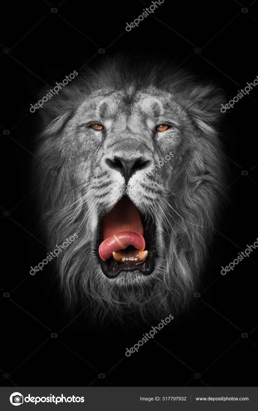 White Lion White Muzzle Black White Yellow Amber Eyes Red Stock