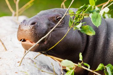 Cüce Liberya suaygırının yakın plan namlusu, portre. Yeşil yaprakları yiyen küçük, şişman bir su aygırı..