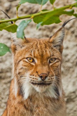 Yazın büyük, güzel bir vaşağın yüzü, kulaklarında kızıl saçlar ve püsküller.