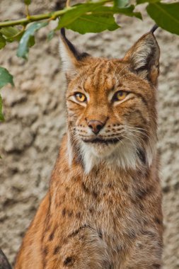 Yazın büyük, güzel bir vaşağın yüzü, kulaklarında kızıl saçlar ve püsküller.
