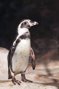 Humboldt pengueni, güneşin aydınlattığı bir kayanın üzerinde duruyor. Güney Amerika 'nın güzel ve dokunaklı kuşu.