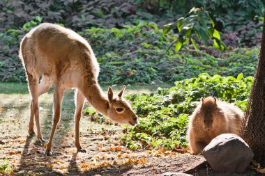 Lama ve Capybara - Güney ve Latin Amerika 'nın hayvan sembolleri yeşil bir çimenlikte huzur içinde otluyor..