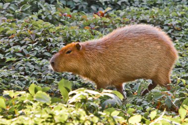 Günbatımında yeşil çimlerde uzanan Capybara Güney Amerika 'nın bir sembolüdür..