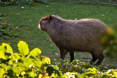Güzel bir Capybara güneşe, hayvanın yanından manzaraya bakar. Güneşle güzelce aydınlatılır. Ormanın yeşilliği. Arka planda yeşil çimenler, Güney Amerika 'nın sembolü.. 