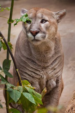 Puma (puma) bir dal üzerindeki yeşillik yaprağını kokluyor. Canavarın narin, güçlü kaslı vücudu, yakın plan portre.
