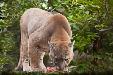 Yırtıcı büyük kedi puması (puma) bir parça et yer, yırtıcı bir hayvan avını hevesle yer, ormanın yeşil arka planında yakın plan portresi (ot, yeşil yapraklar)).