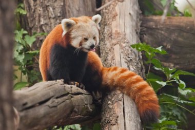 Dilini gösteriyor. Kızıl Panda (kedi ayı) - Çin 'in dağlık bölgelerinden gelen sevimli, tüylü, kırmızı bir hayvan (rakuna benzer)..
