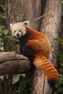 Kızıl Panda (kedi ayı) - Çin 'in dağlık bölgelerinden gelen sevimli, tüylü, kırmızı bir hayvan (rakuna benzer). Sıcak renkler, orman arkaplanı.