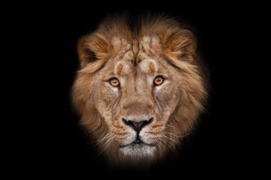 Güzel yün yeleli, kehribar gözlü, izole edilmiş siyah arkaplan. Güzel yelesi olan güçlü bir erkek aslanın ağzı..