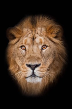 Sarı (kehribar) gözlü bir yaban aslanı endişeyle ve dikkatle sana bakar. İzolasyonda portre, siyah arkaplan.