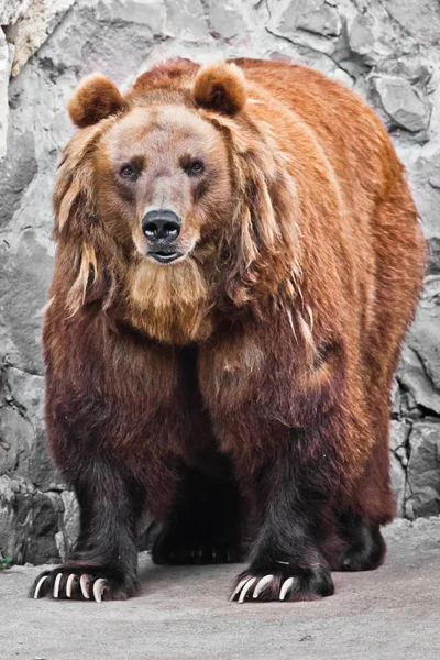 Αυστηρή Ισχυρή Αρκούδα Στέκεται Κοντά Όλη Οθόνη Είναι Δύναμη Και — Φωτογραφία Αρχείου
