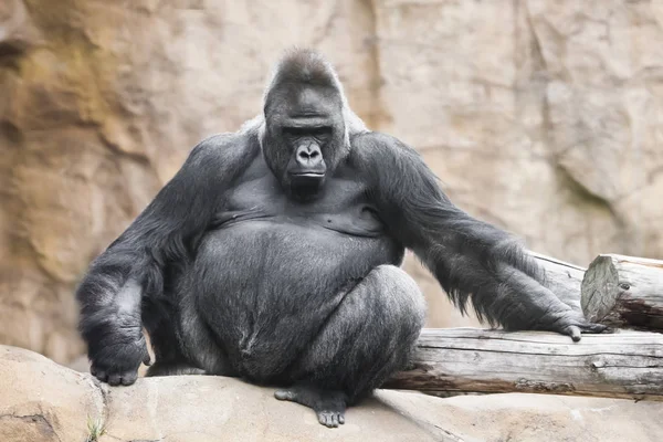 Puissant Gorille Mâle Dominant Est Assis Sur Fond Pierres Regarde — Photo