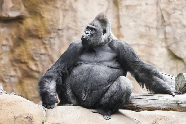 Ein Kraftvoller Dominanter Männlicher Gorilla Sitzt Auf Einem Hintergrund Aus — Stockfoto