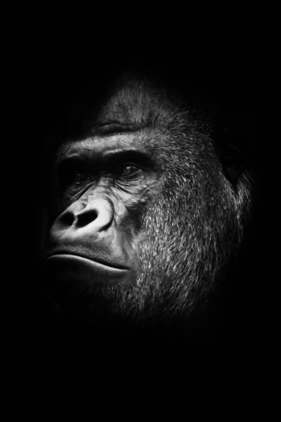 Foto Bianco Nero Maschio Severo Ritratto Potente Gorilla Maschio Dominante — Foto Stock