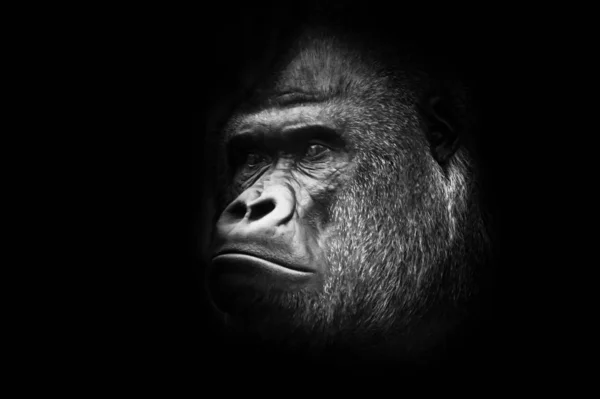 black and white photo, stern male. Portrait A powerful dominant male gorilla proudly and seriously (attentively) looks.