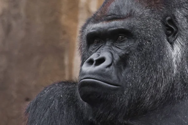 Portrait A powerful dominant male gorilla proudly and seriously (attentively) looks.