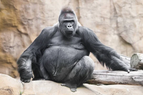 Kraftfull Dominant Manlig Gorilla Sitter Bakgrund Stenar Och Ser Stolt — Stockfoto