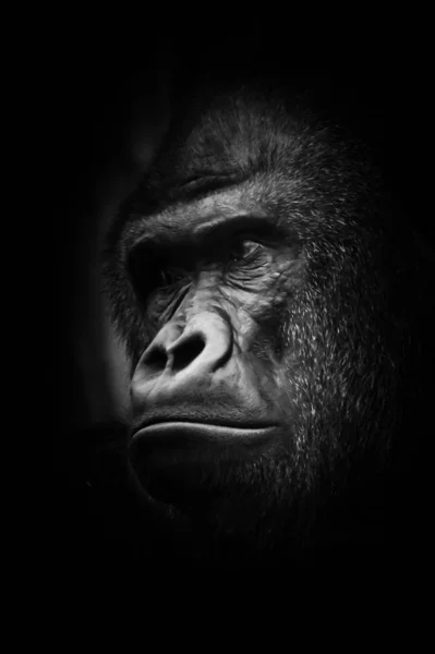 黑白照片 严厉男性 一个强大的优势雄性大猩猩骄傲和认真 的样子 — 图库照片
