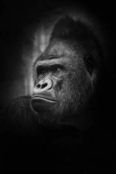 Foto Bianco Nero Maschio Severo Ritratto Potente Gorilla Maschio Dominante — Foto Stock