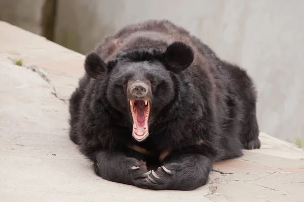 黒クマふわふわ捕食獣嘘と残り 石の砂漠の背景 熊の口を開けて — ストック写真