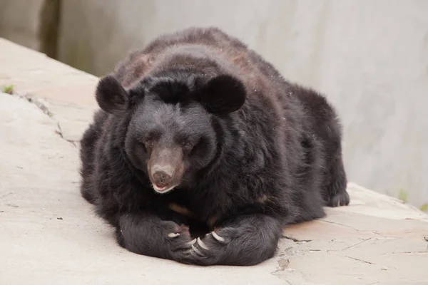 Черный Медведь Пушистый Хищный Зверь Лежит Отдыхает Каменный Пустынный Фон — стоковое фото