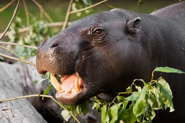 Bozal Cerca Hipopótamo Liberiano Enano Retrato Lindo Hipopótamo Gordo Comiendo —  Fotos de Stock