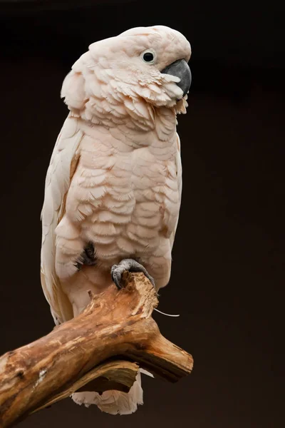 Moluccan Kakadu Siedzi Gałęzi Żwawy Inteligentny Blady Różowy Ptak Ciemnym — Zdjęcie stockowe