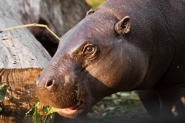 Bozal Cerca Hipopótamo Liberiano Enano Retrato Lindo Hipopótamo Gordo Comiendo — Foto de Stock